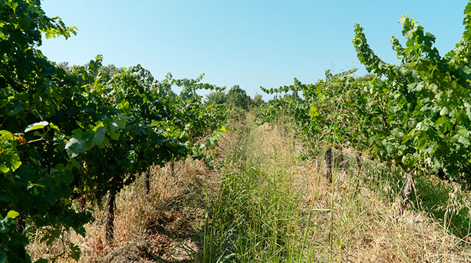 Vignes biologiques Univitis