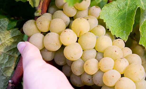 Vinification du vin blanc Univitis