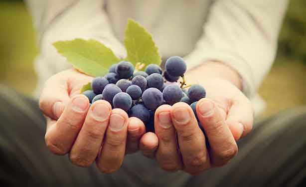 Univitis et les vins biologiques
