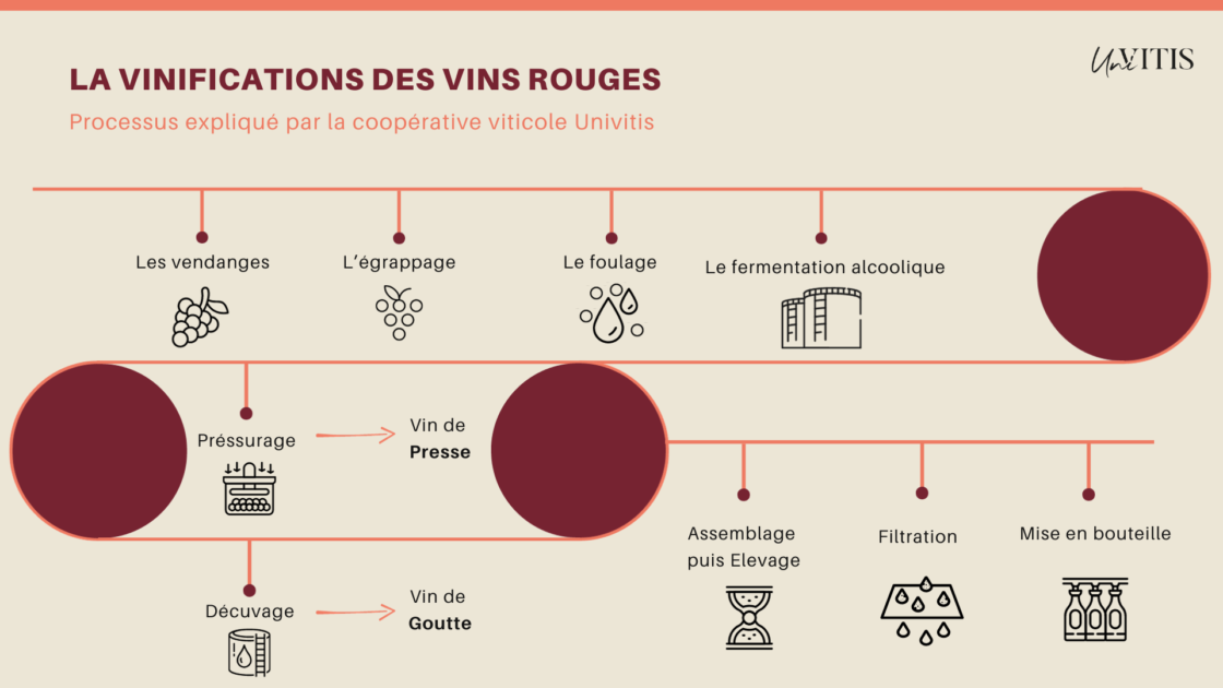 La Vinification Un Processus Long Et Passionnant Univitis