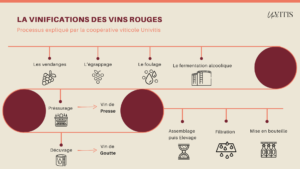 Schéma du processus de vinification du vin rouge par Univitis