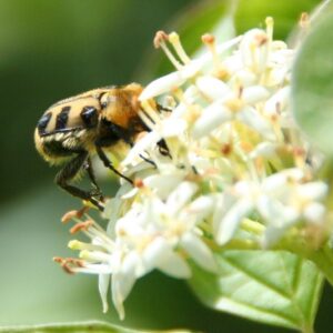 Une abeille qui butine, exemple de la faune et la flore environnant les parcelles certifié HVE