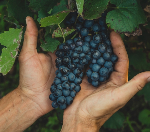 vignoble-bordeaux