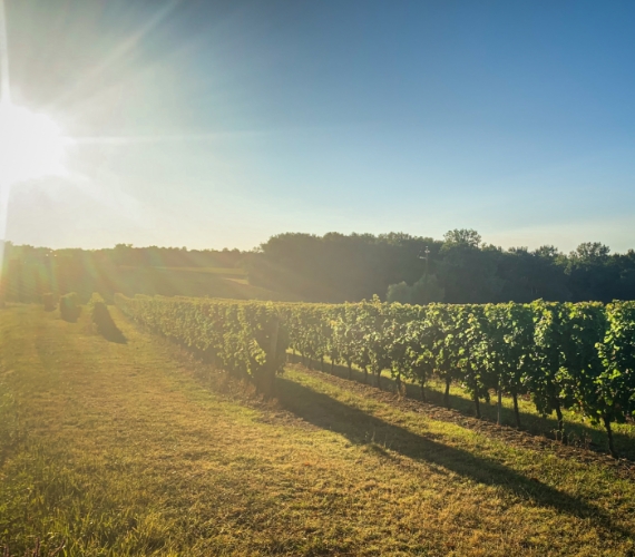 Univitis: what is a wine cooperative?