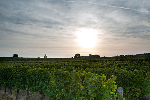 Univitis Bordeaux vineyard