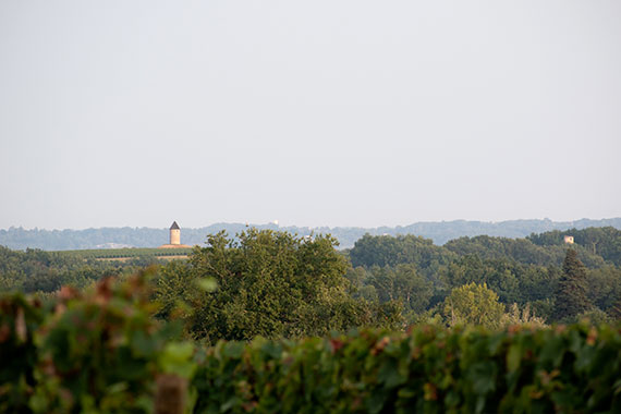 Univitis Bergerac vineyard