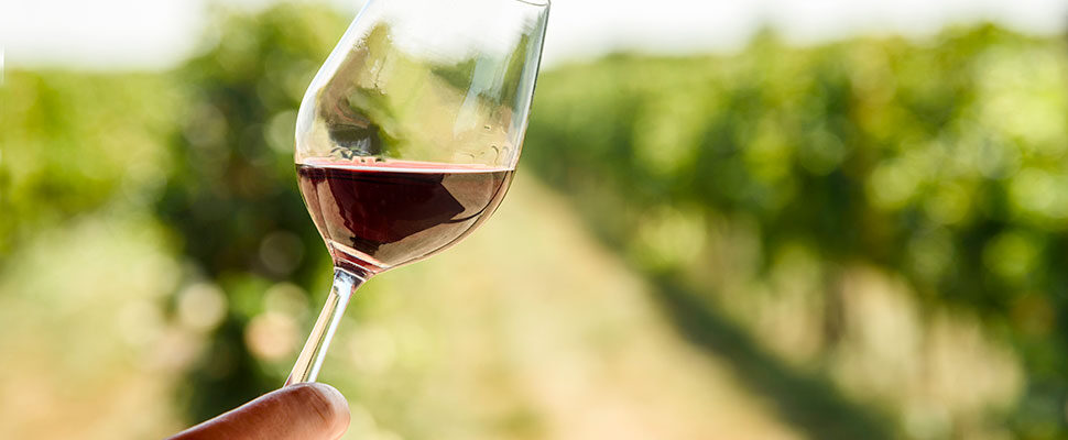 La Robe du Vin - AOP Bordeaux rouge HVE - Vin en canette