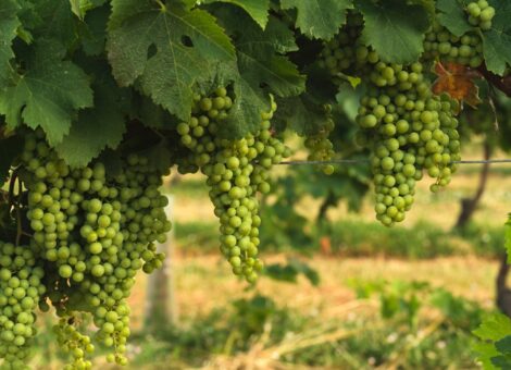 Green vine