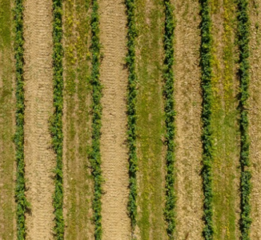 Vignoble illustrant le terroir et l’interaction entre sol, climat et vigne