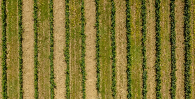 Vignoble illustrant le terroir et l’interaction entre sol, climat et vigne