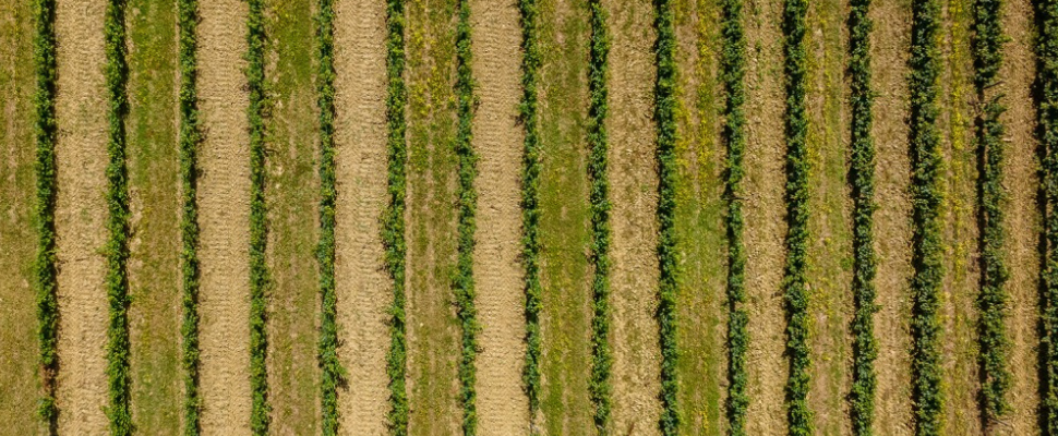 Vignoble illustrant le terroir et l’interaction entre sol, climat et vigne