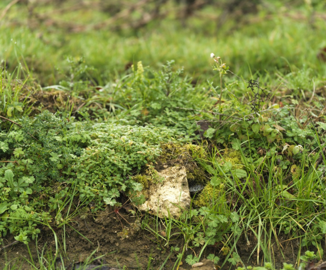 Sol viticole illustrant la diversité des sols et leur rôle dans l’expression du terroir