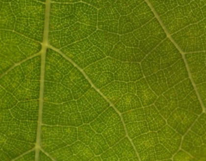 Feuille de vigne