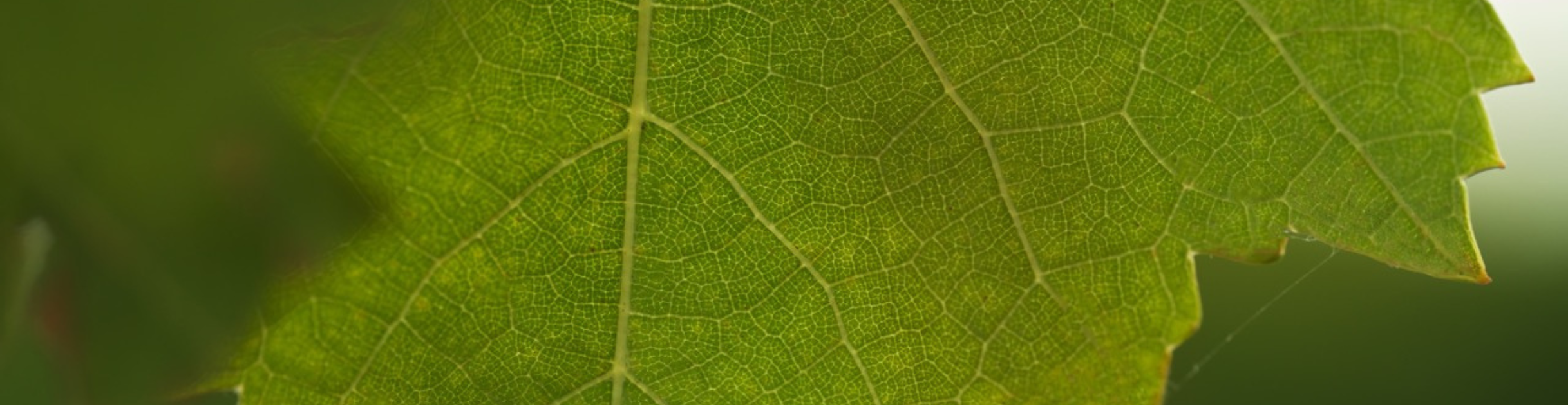 Feuille de vigne