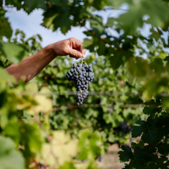 Grappe de raisin de qualité tenue à la main dans les vignes