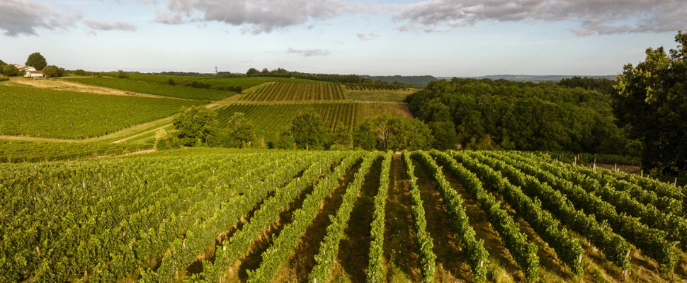 Vignoble et parcelles de vignes représentant notre terroir viticole