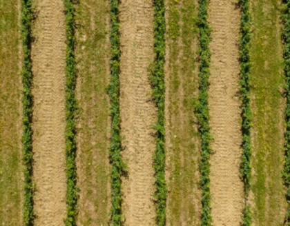 Vue du dessus des rangs de vignes dans le vignoble
