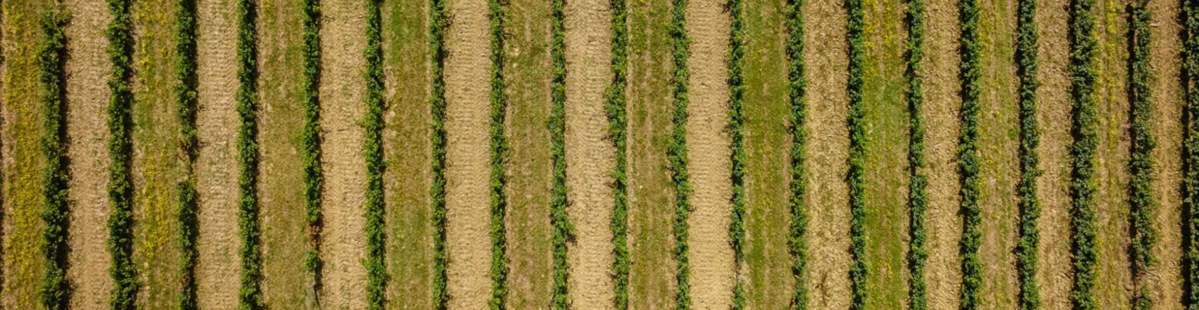 Vue du dessus des rangs de vignes dans le vignoble