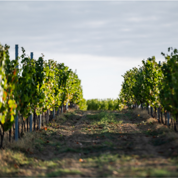 Vignoble Univitis