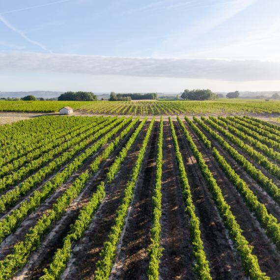 Vignoble Univitis